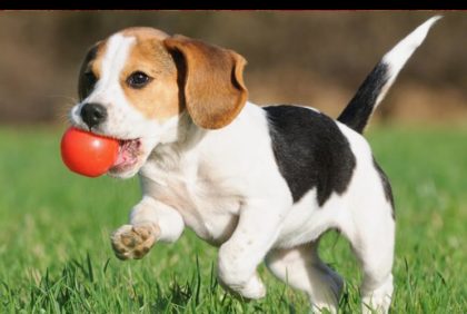 Puppy with ball