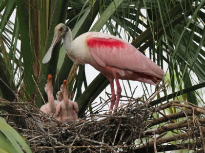 Roseate Spoonbill